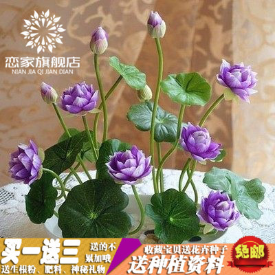 已开口碗莲花卉 碗莲 睡莲莲花 水培植物四季盆栽绿植盆花产品展示图1