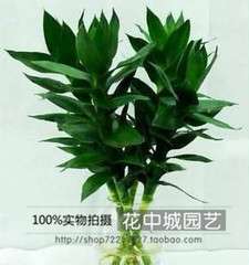 水培 绿色植物-观音竹-可盆栽 可水培 净化空气 防辐射