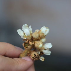 自家种枇杷花 纯晒干枇杷花散装 孕妇儿童咳嗽化痰雾霾花草茶250g