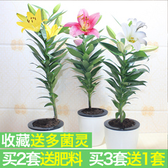 百合花盆栽室内阳台庭院花卉观花植物四季开花赛风信子水仙郁金香