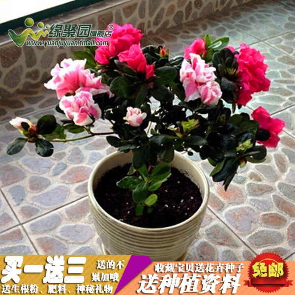 【双色嫁接杜鹃花苗】庭院阳台居家室内花卉杜鹃花西洋盆栽盆景产品展示图4