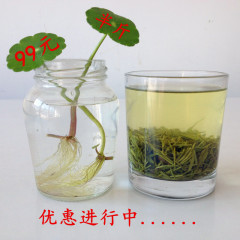 信阳毛尖雨前一级嫩芽2016年新茶叶绿茶芽尖优质高山春茶250g包邮