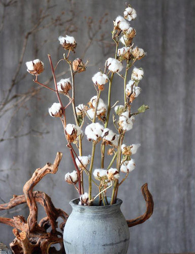 真植物白色棉花枝干花束永生花盒配材 云南保鲜花 荷兰进口棉花_不