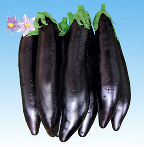 长杂218/绿把长棒茄子耐老化茄果中国北京农科院蔬菜种子中蔬10g