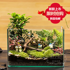 微缩景观diy植物创意办公绿植苔藓生日结婚礼物宫崎骏龙猫摆件