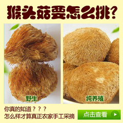 东北野生猴头菇干货特级猴头菌黑龙江土特产250g猴头菇粉山货养胃