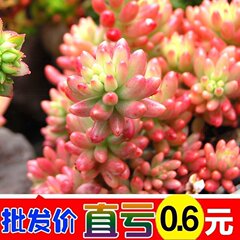 38包邮】多肉植物 绿植组合盆栽室内花卉防辐射萌肉肉口笛 虹之玉