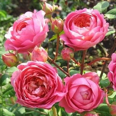 【豁新】新品阿芒迪娜夏奈尔灌木月季