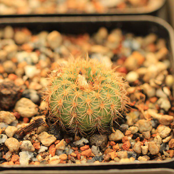 大星球一物一拍 木鱼百草园士童仙人球士童大型士童实生小型仙人球