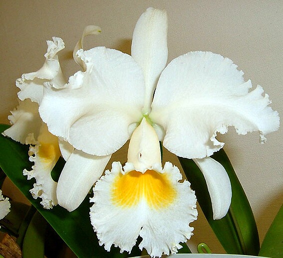 兰花洋兰卡特兰cempressbellsself皇后大圆浓香时令草本花卉