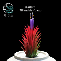 胭脂玉  空气凤梨 福果精灵 Tillandsia-fuego 无土植物