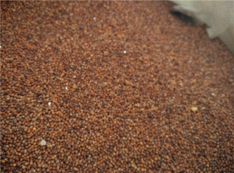 ragi 500g Duck feet corn Zhanjiang specialty 524500 Wuchuan specialtyin the Agri rice/Dried foods/Condiment , Meter/Flour/Grains , Rice , Millet category - from Buy2taobao.com to provide professional Taobao agent buy service