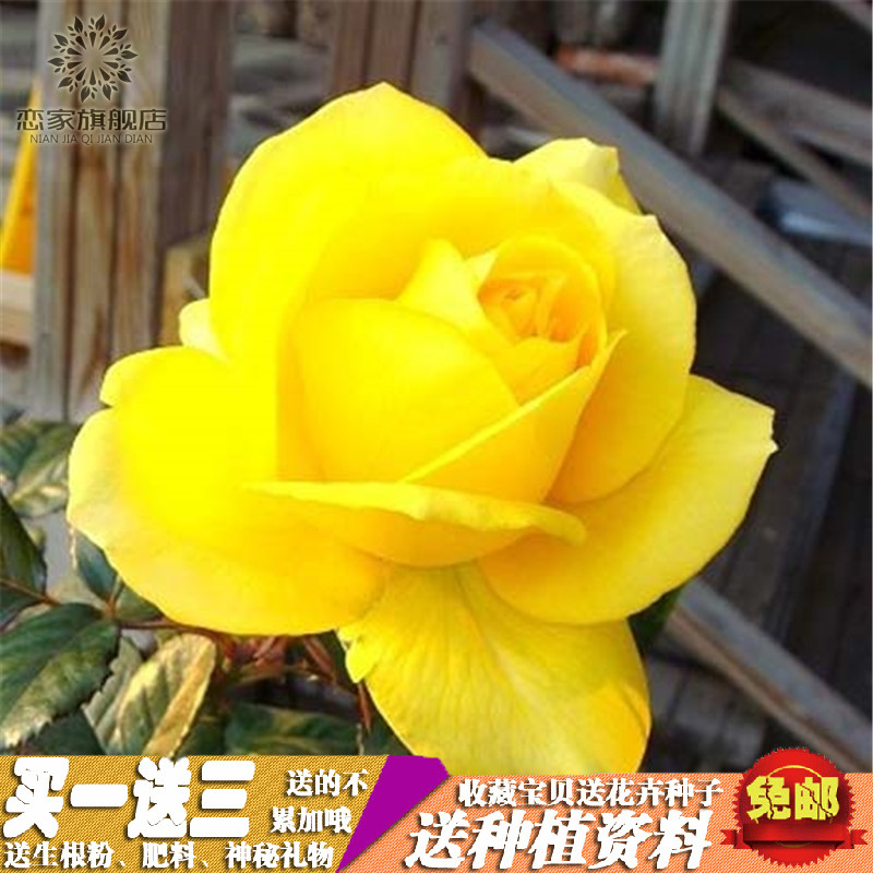 【黄玫瑰】精品玫瑰花苗 月季花苗 庭院易种植物 花卉绿植盆栽产品展示图1