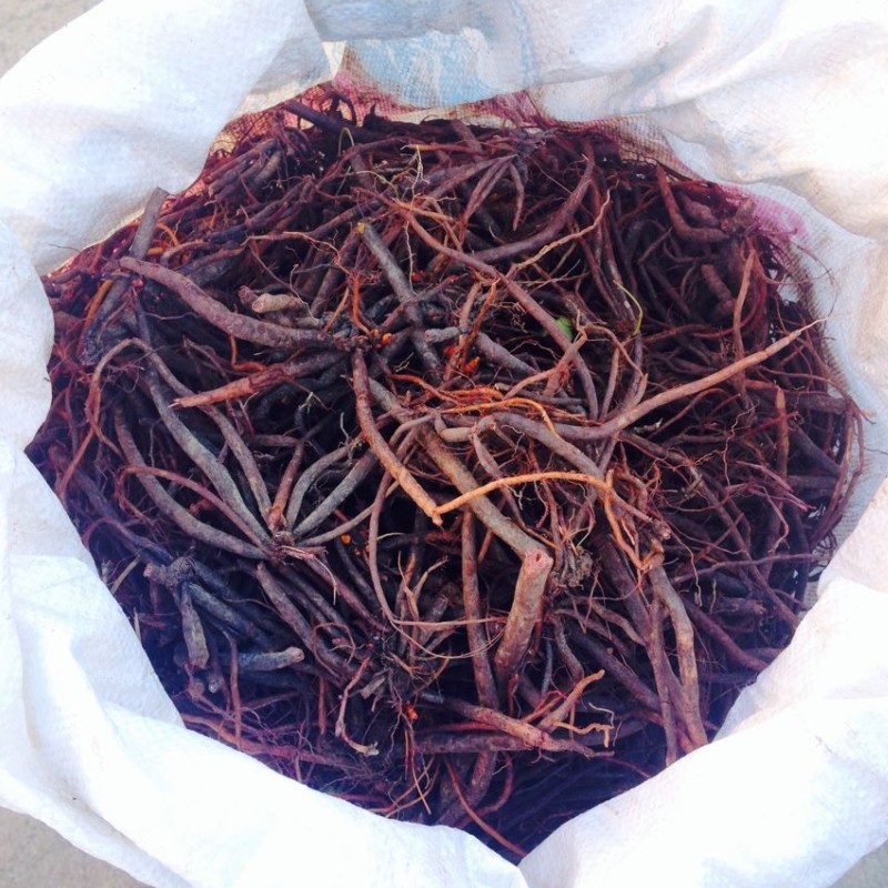 云南哀牢山的高山小红参晒干货80克/份