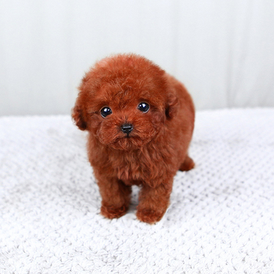 韩国进口 红色茶杯体泰迪犬 娃娃脸幼犬【凌空犬业】h23