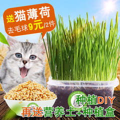 猫草种子猫零食猫咪去毛球猫薄荷猫用品猫草种植套装大麦种子免邮