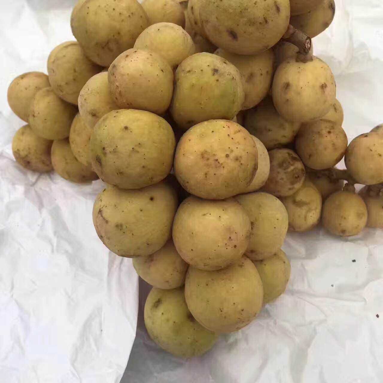 新鲜云南龙宫果酸甜口感龙供果新鲜龙贡果奇特色鲜椰色果顺丰包邮