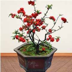 海棠花植物盆栽盆景花卉树苗 5年苗包成活 室内花卉 海棠盆栽包邮