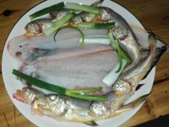 东海海鲜鲜活鳎米舌头鱼 踏板鱼鲜活 鱼龙利鱼海产品当天海捕海鱼