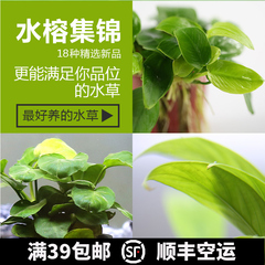 小水榕水草阴性草金钱榕椒榕大巴榕丹麦榕黄金榕燕尾榕小榕2214