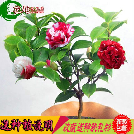 精品茶花苗山茶花盆栽带花苞四季绿植物花卉观花庭院阳台玫瑰牡丹产品展示图2