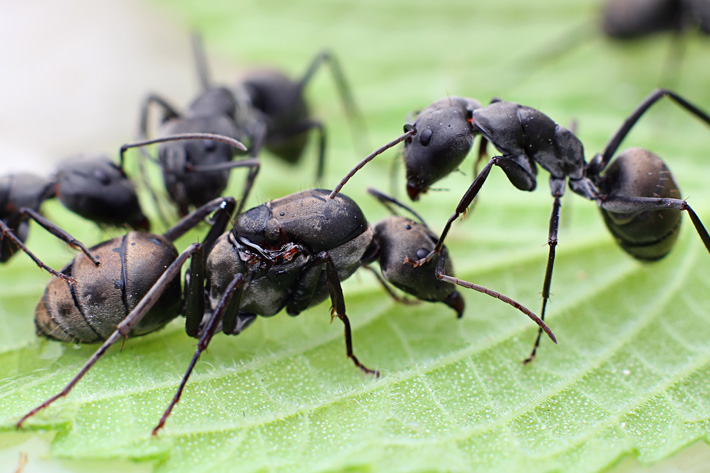 巴瑞弓背camponotusdolendus宠物蚂蚁活体蚂蚁