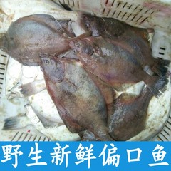 野生偏口鱼鼓眼鱼新鲜海鱼生鲜鱼类特价鲜活水产散装山东省热销