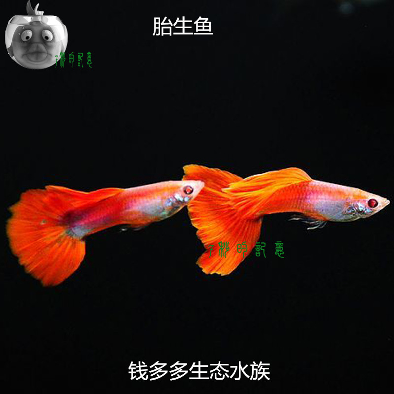 Freshwater fish Guppy Ornamental fish Red Eye torch Guppy Viviparous fish Tropical fish livein the Pet/Pet food and supplies , Aqua World , Fish category - from Buy2taobao.com to provide professional Taobao agent buy service