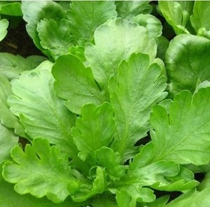 大叶茼蒿菜种子图片