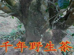 天然野生茶散茶云南普洱茶野茶景谷原始森林里的古树茶野茶100克