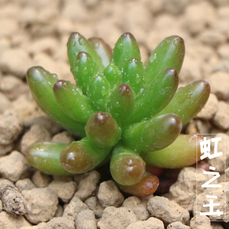 近花缘 多肉植物 虹之玉 又名圣诞快乐 耳坠草 花卉绿植多肉盆栽产品展示图2