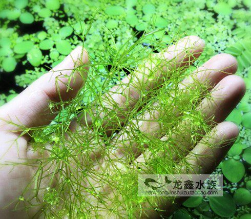 水草满天星莫斯观赏浮性虾缸前景水草