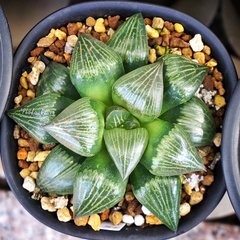 多肉瓦苇十二卷日本进口康平寿竹虎寿(售罄)母本实物拍摄