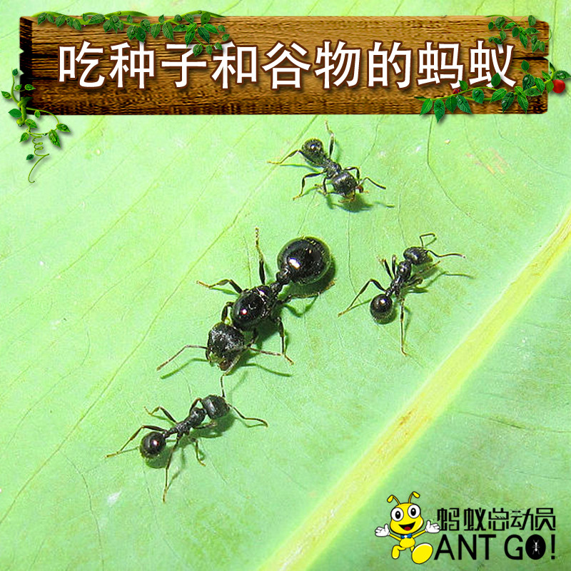 针毛收获蚁Messor aciculatus活体宠物蚂蚁世界生日礼物科普工坊|msdalam kategori haiwan peliharaan/makanan haiwan dan bekalan, Reptilia/Serangga dan bekalan Ming, semut - dari Buy2taobao.com untuk memberikan perkhidmatan ejen Taobao profesional membeli
