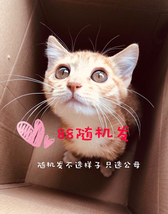 猫咪领养橘猫田园猫串串蓝猫