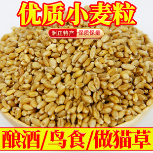 速发优质小麦粒50kg特价精选酿酒麦子粒20斤喂鸡鸽粮食鸟食10kg做