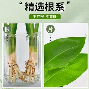 天堂鸟盆栽水培植物室内大型绿植客厅办公室水养鹤望兰四季好