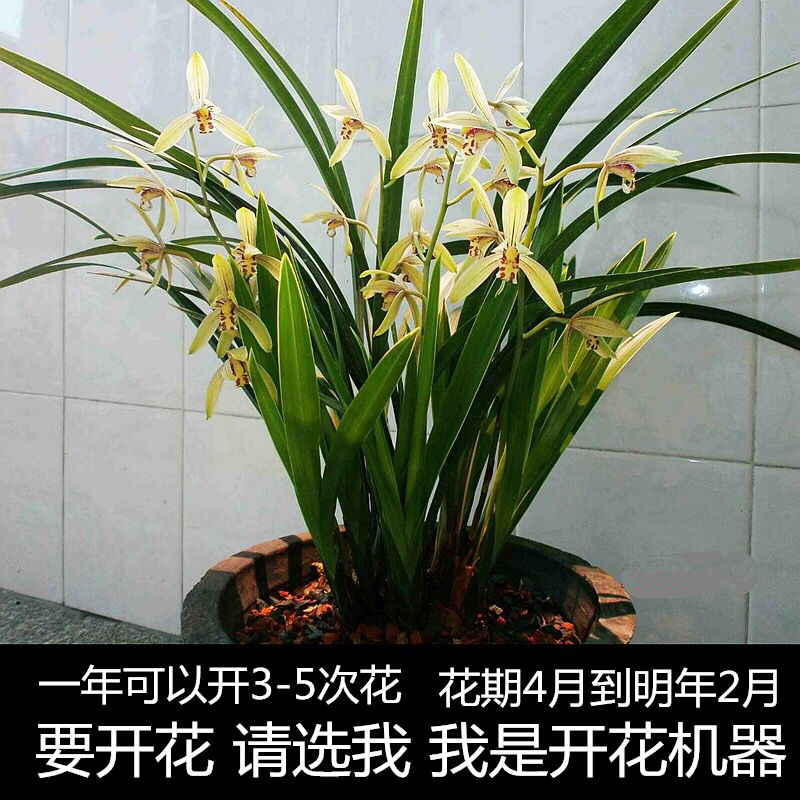 小桃红各种兰花苗室内盆栽草卉浓香型植物名贵金边建兰带花苞发货