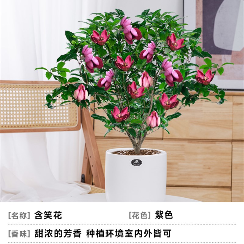 含笑花盆栽树苗室内o好养活带花苞花卉庭院浓香型紫色植物四季开