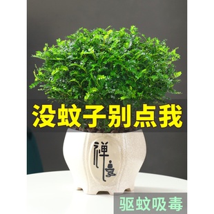 厂家驱蚊草植物室外清香胡椒木四季庭院室内花卉办公桌小绿植阳台