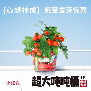 推荐超大吨吨桶儿童种植园小盆栽室内植物桌面养花向日葵西红柿幸