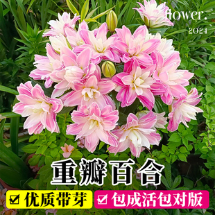 速发重瓣百合种球香水花卉植物盆栽花苗四季开花绿植室内带花苞郁