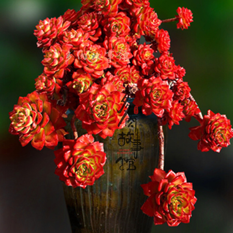 超大火焰蒂亚老桩手捧花卉是室内阳巨型稀有品种多肉植物组合新款