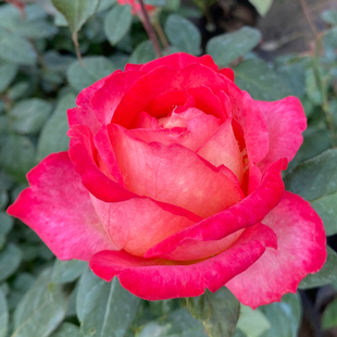 丹顶大花月季花苗大朵玫瑰四季开花浓香蔷薇阳台盆栽地栽庭院植物