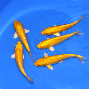 急速发货锦鲤活鱼纯种日本大正三色冷水鱼好养耐活鱼苗大型淡水观