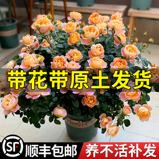 速发果汁阳台月季花苗带花苞盆栽四季开花玫瑰特大花庭院阳台花卉