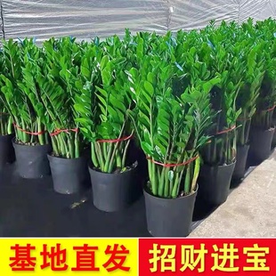 金钱树盆栽植物h室内花卉客厅四季常青好养绿植大摇钱串子小发财