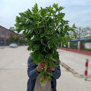 新鲜艾草整棵艾叶菖蒲清明节全株艾草叶长颗花束端午挂门艾蒿驱蚊