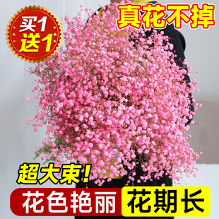 速发满天星干花花束鲜花新鲜真花云南直发永生花客厅摆设家用插花