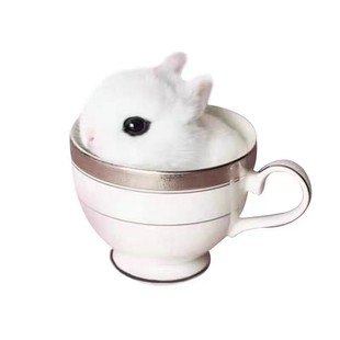 推荐兔子活物家兔茶杯侏儒安哥拉垂耳道奇小型宠物白兔活体迷你长